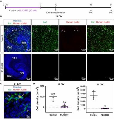 Replacement of Mouse Microglia With Human Induced Pluripotent Stem Cell (hiPSC)-Derived Microglia in Mouse Organotypic Slice Cultures